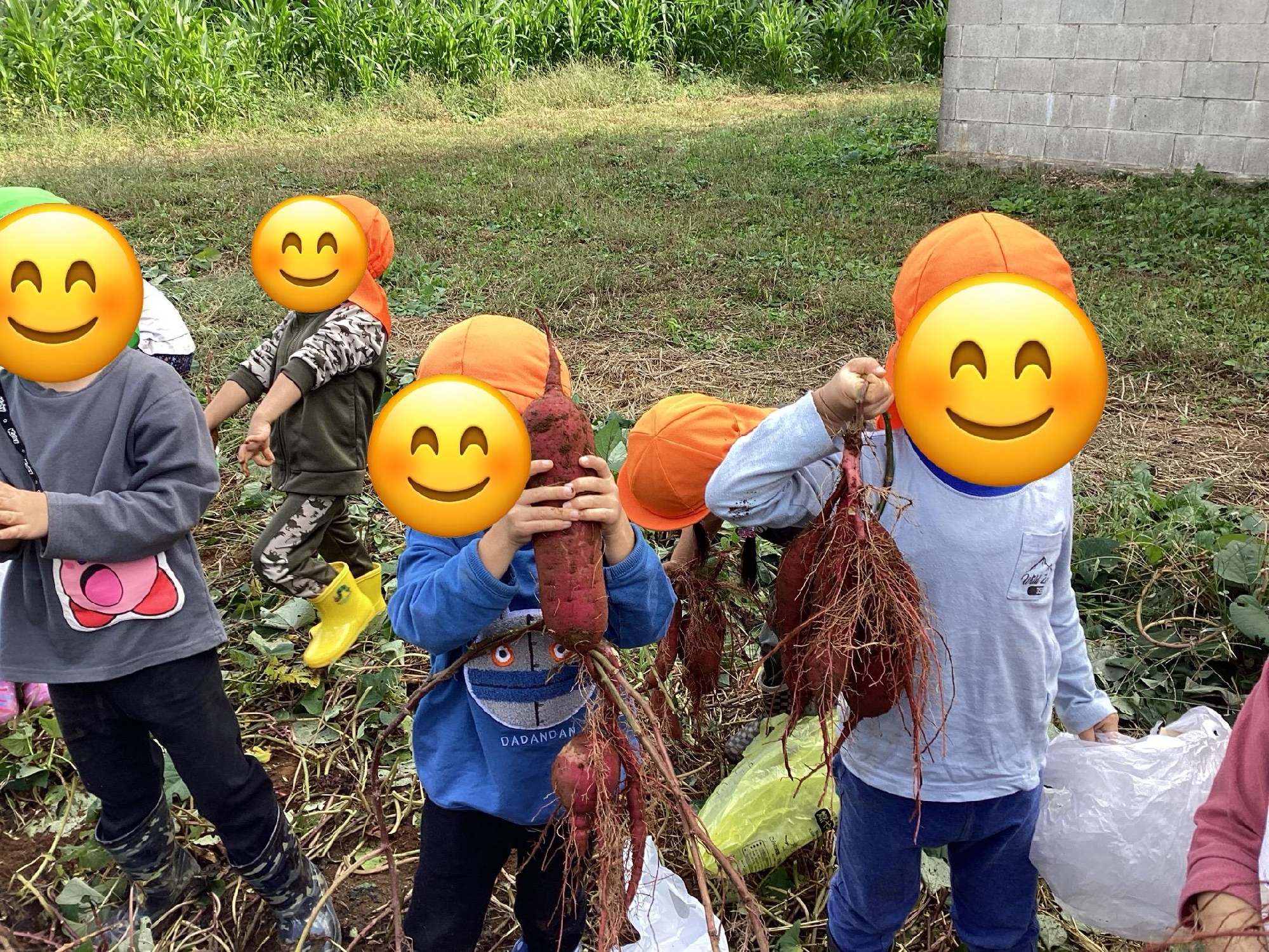 さつま芋掘りに行ってきました🍠
